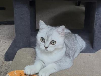 Yogi - British Shorthair - Gallery Photo #1