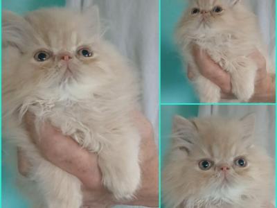 ONLY Baby BOY This Summer - Persian - Gallery Photo #1
