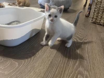 Patches Baby - Domestic - Gallery Photo #1