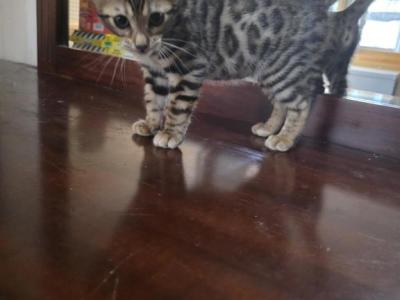 Bengal Brown Female - Bengal - Gallery Photo #1
