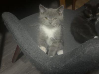 Himalayan Kittens - Himalayan - Gallery Photo #1