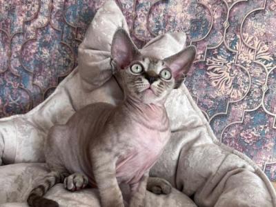 Luntik - Devon Rex - Gallery Photo #1