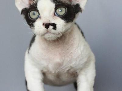 Bobby - Devon Rex - Gallery Photo #1