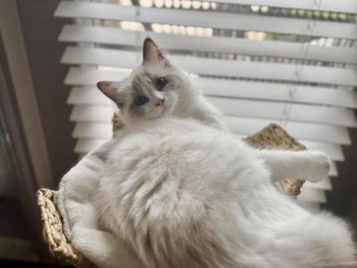 Ivy - Ragdoll - Gallery Photo #1