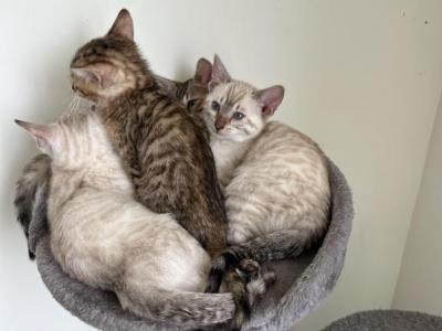 Bengal Kittens - Bengal - Gallery Photo #1