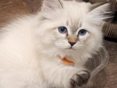 Jasper - Siberian - Gallery Photo #1