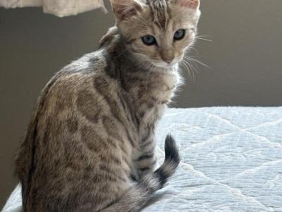 Iris - Bengal - Gallery Photo #1