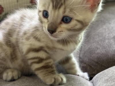 Amber - Bengal - Gallery Photo #1