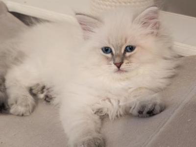 Juno - Siberian - Gallery Photo #1