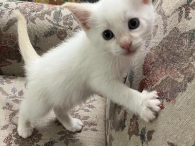 Snowball 3 - Siamese - Gallery Photo #1