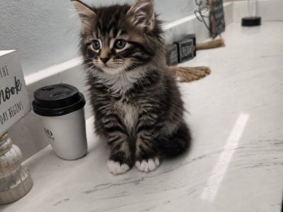 Niko - Maine Coon - Gallery Photo #1