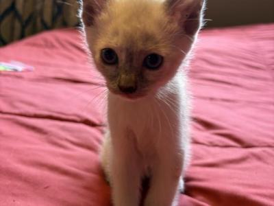 Pink Tortie Siamese - Siamese - Gallery Photo #1