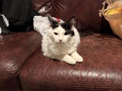 Oni - American Shorthair - Gallery Photo #1
