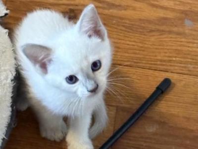 Blue Siamese - Siamese - Gallery Photo #1