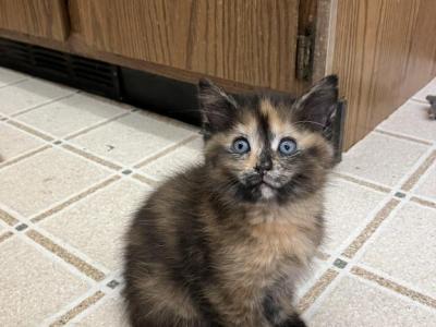 Turtle - Siamese - Gallery Photo #1