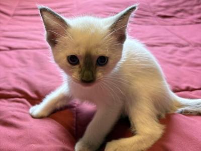 Chocolate Point Male - Siamese - Gallery Photo #1