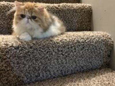 Calico - Persian - Gallery Photo #1