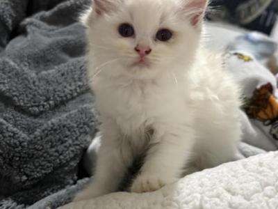 Blue Bicolor Female - Ragdoll - Gallery Photo #1