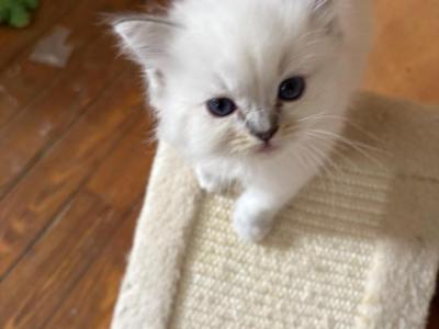 Blue Lynx Ragdoll Price Lowered - Ragdoll - Gallery Photo #1