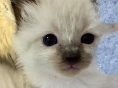 Tom - Ragdoll - Gallery Photo #1