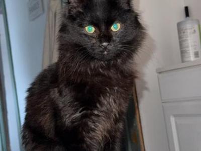 Smudge - Maine Coon - Gallery Photo #1