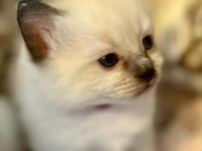 Mia - Ragdoll - Gallery Photo #1