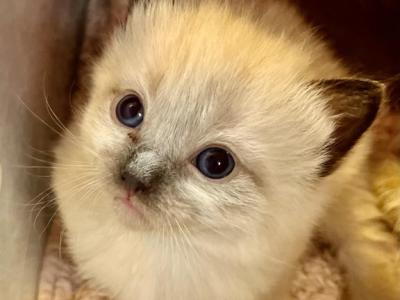 Tally - Ragdoll - Gallery Photo #1