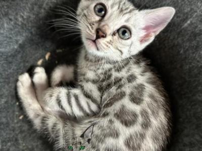 Bengal Kittens - Bengal - Gallery Photo #1