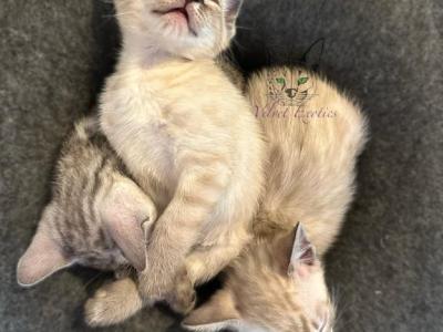 Exotic Bengals - Bengal - Gallery Photo #1