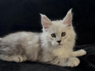 Dobrynia Boy - Maine Coon - Gallery Photo #1