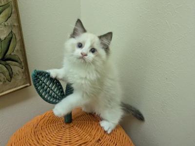 TICA Bicolor Ragdoll Kitten - Ragdoll - Gallery Photo #1