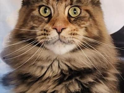 GreenjackApex - Maine Coon - Gallery Photo #1