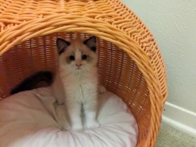 TICA Bicolor Ragdoll Female Kitten - Ragdoll - Gallery Photo #1