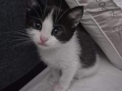 Kitty - Domestic - Gallery Photo #1