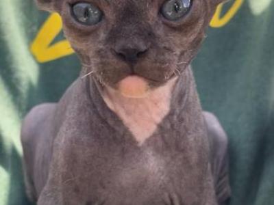 Garbanzo & Co - Sphynx - Gallery Photo #1