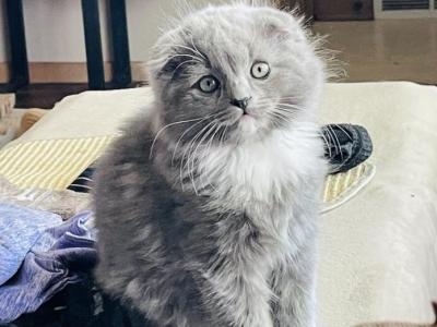 Moondust - Scottish Fold - Gallery Photo #1