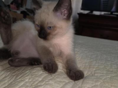 Nane Not Given Yet - Siamese - Gallery Photo #1