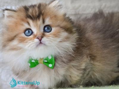 Dante - Munchkin - Gallery Photo #1