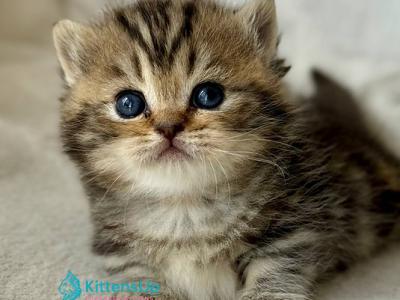 Umi - Munchkin - Gallery Photo #1