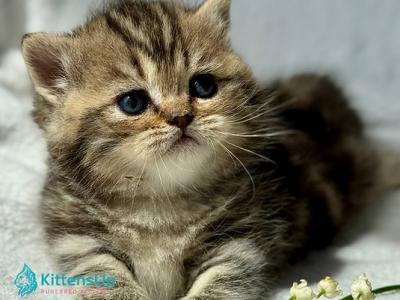 Umi - Munchkin - Gallery Photo #1