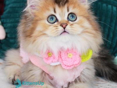 Jasmine - Munchkin - Gallery Photo #1