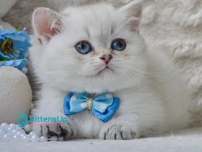 Elvis - Munchkin - Gallery Photo #1