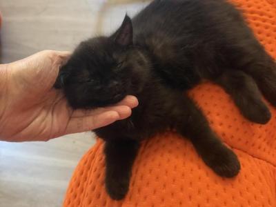 Milo - Persian - Gallery Photo #1