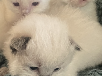 Choey Babies - Ragdoll - Gallery Photo #1