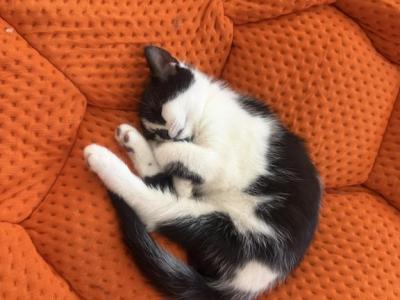 Onyx - Persian - Gallery Photo #1