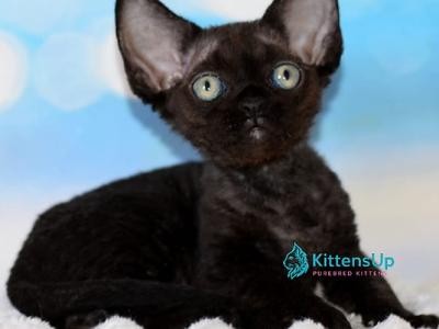 Xander - Devon Rex - Gallery Photo #1