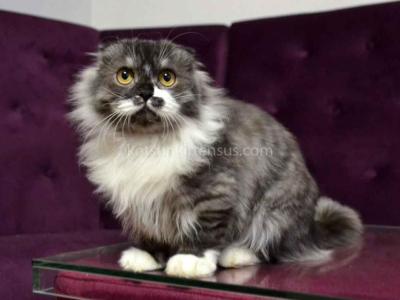 Stirlits Short Legs Munchkin Kilt Scottish Fold - Munchkin - Gallery Photo #1