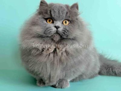 Boss Blue Short Legs Munchkin Minuet Napoleon - Munchkin - Gallery Photo #1