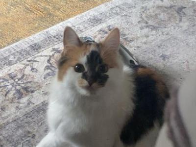 Cj - Domestic - Gallery Photo #1