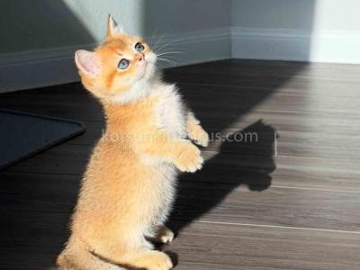 HTX Dexter Munchkin Golden Shaded Short Legs - Munchkin - Gallery Photo #1